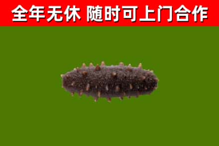 前进区回收海参干